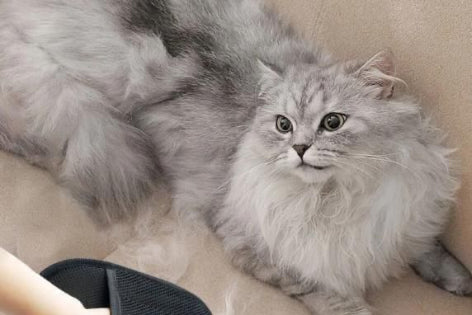 Pet Hair Removal Gloves